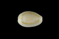 藏品(金環寶螺)的圖片